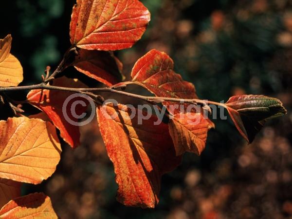 Red blooms; Deciduous; Broadleaf
