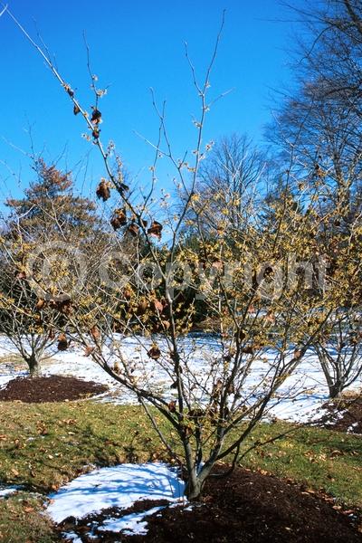 Yellow blooms; Deciduous; Broadleaf