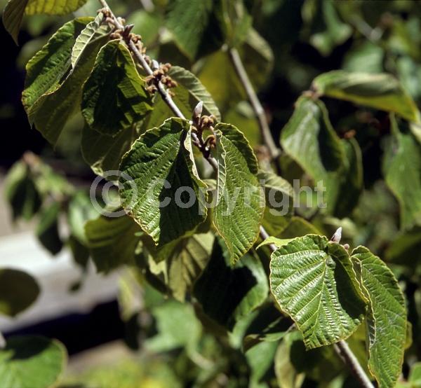 Yellow blooms; Deciduous; Broadleaf