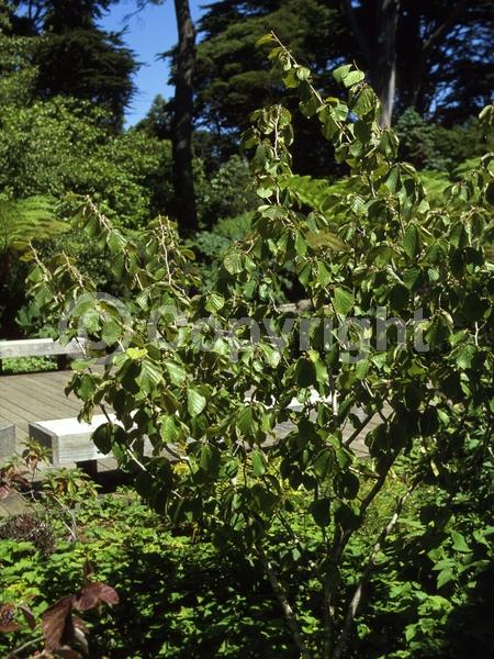 Yellow blooms; Deciduous; Broadleaf