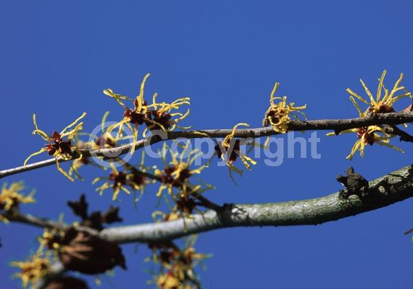 Yellow blooms; Deciduous; Broadleaf