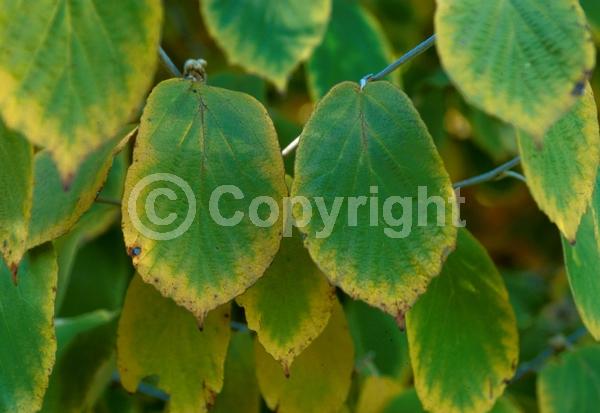 Yellow blooms; Deciduous; Broadleaf