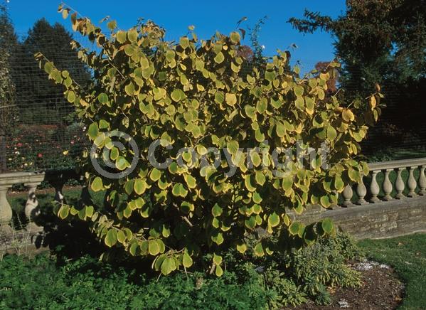 Yellow blooms; Deciduous; Broadleaf