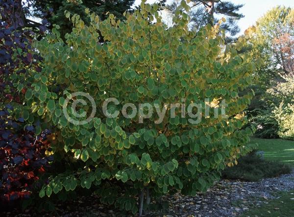 Yellow blooms; Deciduous; Broadleaf