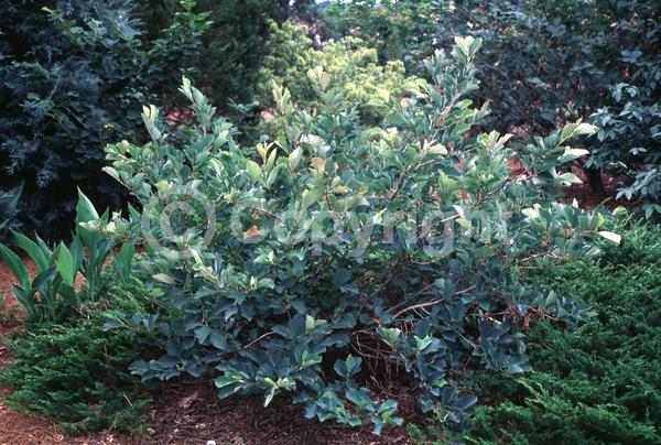Red blooms; Orange blooms; Deciduous; Broadleaf; North American Native