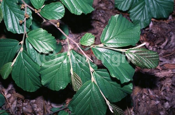 Red blooms; Orange blooms; Deciduous; Broadleaf; North American Native