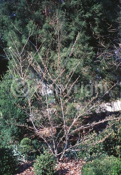 Yellow blooms; Deciduous; Broadleaf; North American Native