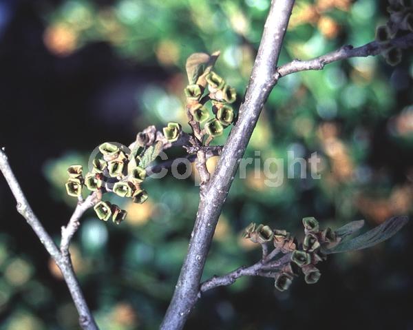 Yellow blooms; Deciduous; Broadleaf; North American Native