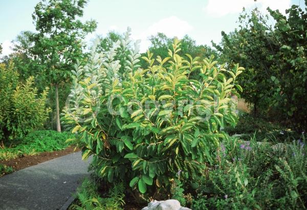 Red blooms; Yellow blooms; Deciduous; Broadleaf; North American Native