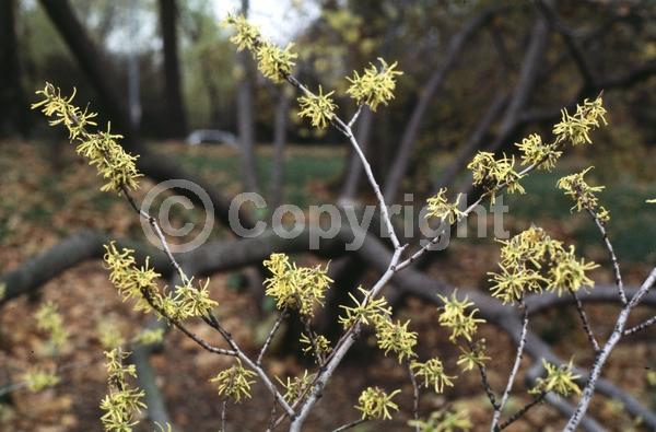 Red blooms; Yellow blooms; Deciduous; Broadleaf; North American Native