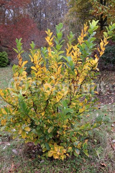 Red blooms; Yellow blooms; Deciduous; Broadleaf; North American Native