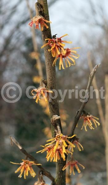 Red blooms; Yellow blooms; Deciduous; Broadleaf; North American Native