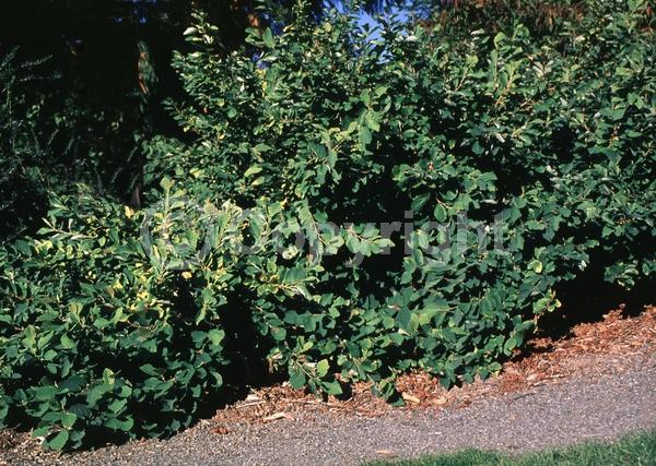 Red blooms; Yellow blooms; Deciduous; Broadleaf; North American Native