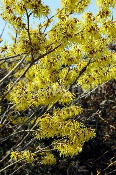 Yellow blooms; Deciduous; Broadleaf