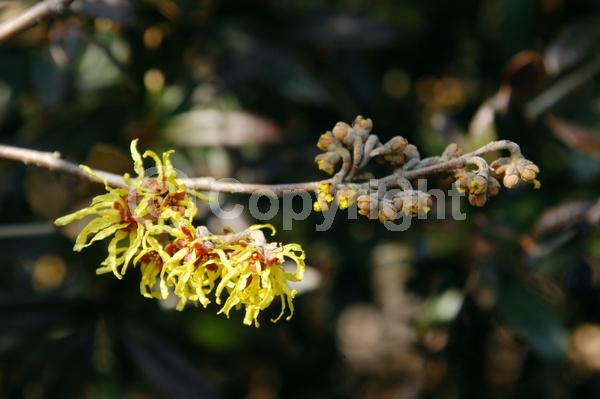 Yellow blooms; Deciduous; Broadleaf