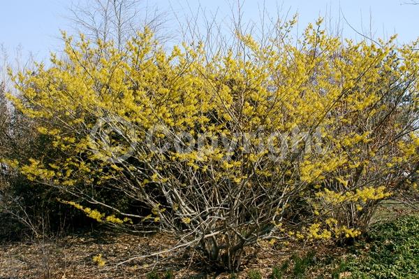 Yellow blooms; Deciduous; Broadleaf