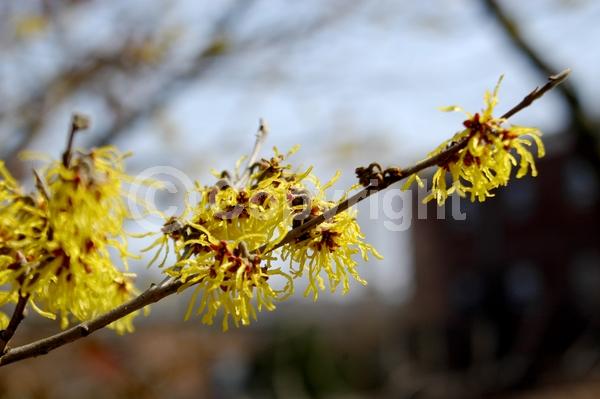 Yellow blooms; Deciduous; Broadleaf