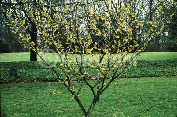 Yellow blooms; Deciduous; Broadleaf