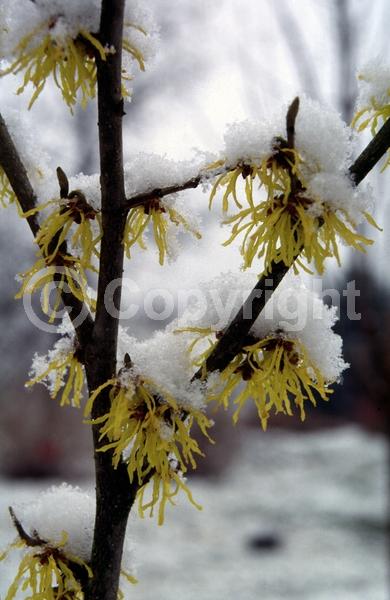 Yellow blooms; Deciduous; Broadleaf