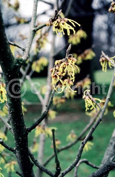 Yellow blooms; Deciduous; Broadleaf