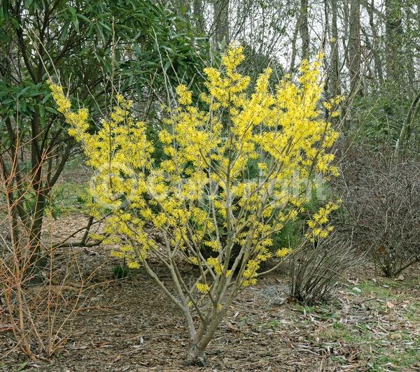 Yellow blooms; Deciduous; Broadleaf