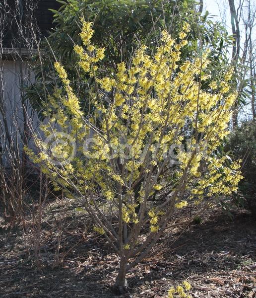 Yellow blooms; Deciduous; Broadleaf
