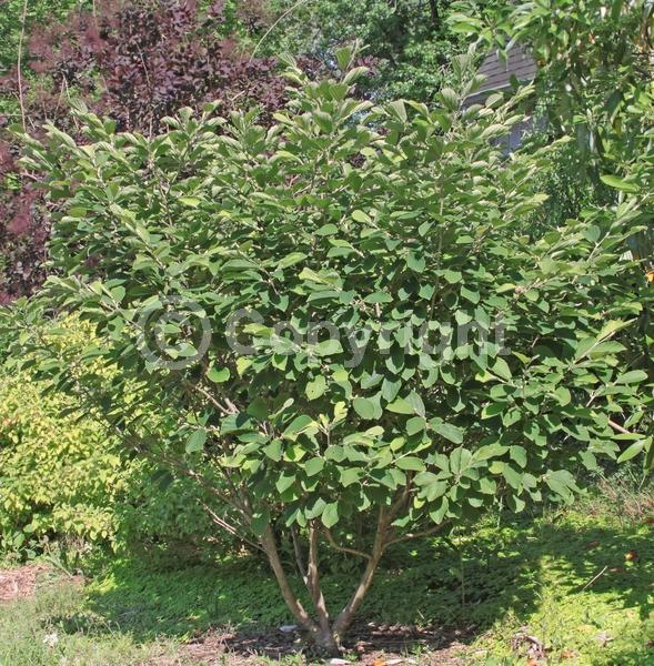 Yellow blooms; Deciduous; Broadleaf