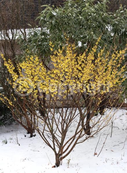 Yellow blooms; Deciduous; Broadleaf