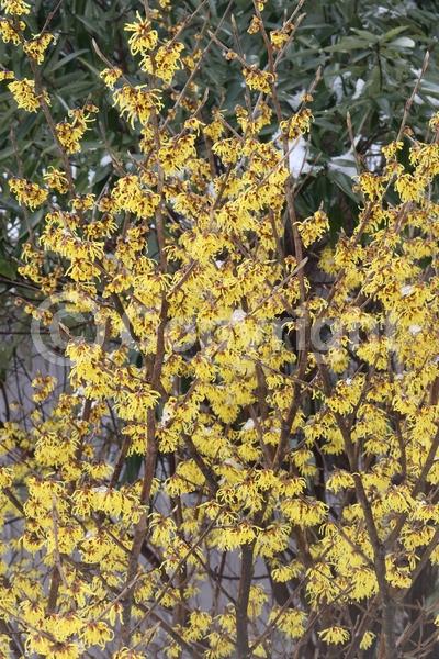 Yellow blooms; Deciduous; Broadleaf