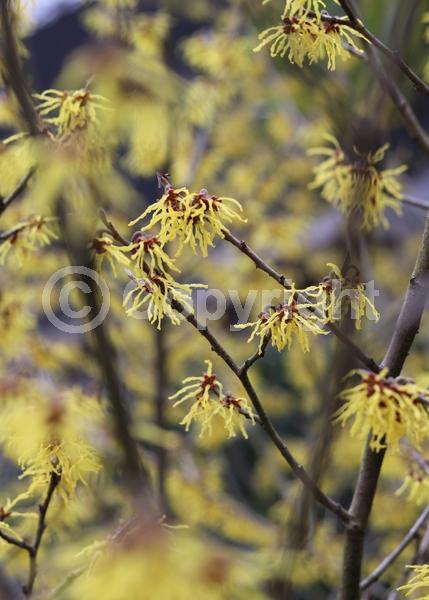 Yellow blooms; Deciduous; Broadleaf