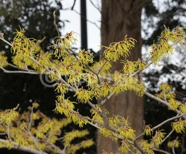 Yellow blooms; Deciduous; Broadleaf