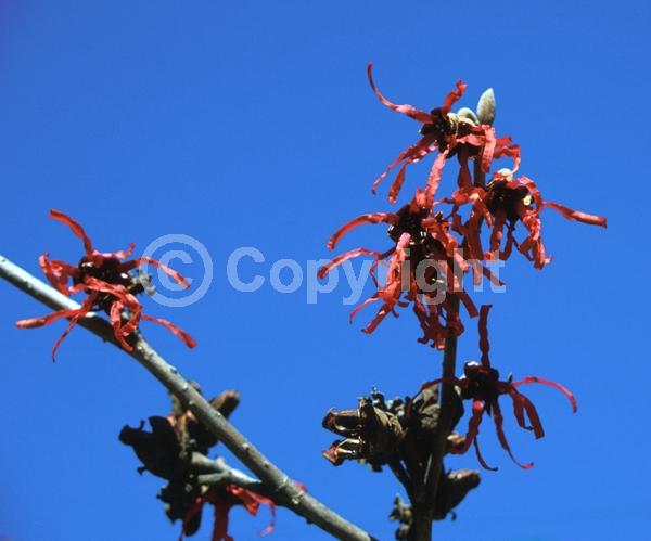 Red blooms; Deciduous; Broadleaf