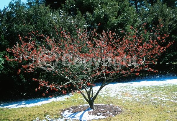 Red blooms; Deciduous; Broadleaf