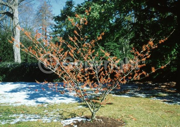 Orange blooms; Deciduous; Broadleaf