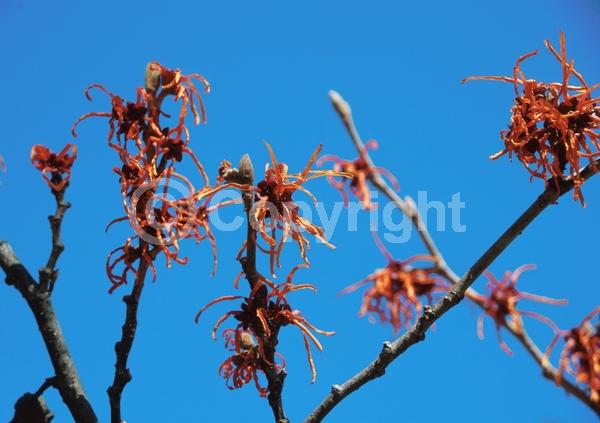 Orange blooms; Deciduous; Broadleaf