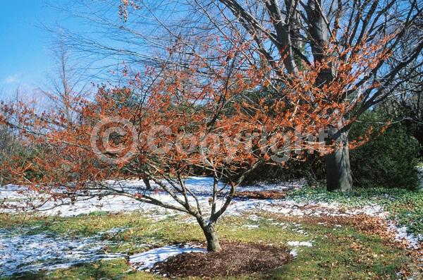 Orange blooms; Deciduous; Broadleaf