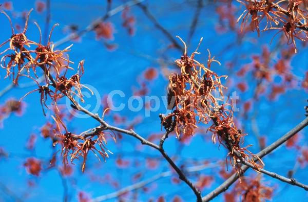 Orange blooms; Deciduous; Broadleaf
