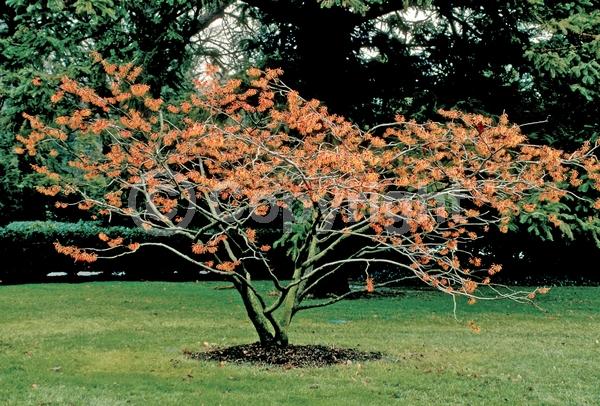 Orange blooms; Deciduous; Broadleaf
