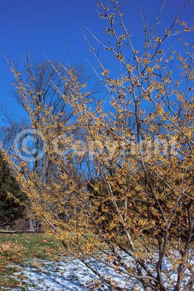 Yellow blooms; Deciduous; Broadleaf