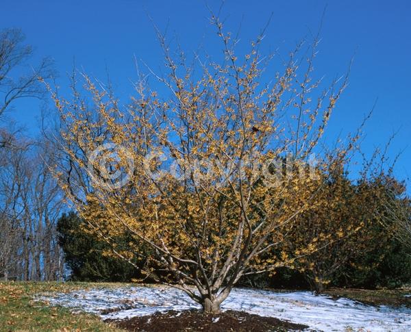 Yellow blooms; Deciduous; Broadleaf