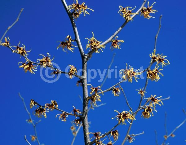 Yellow blooms; Deciduous; Broadleaf