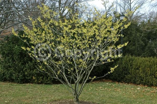 Yellow blooms; Deciduous; Broadleaf