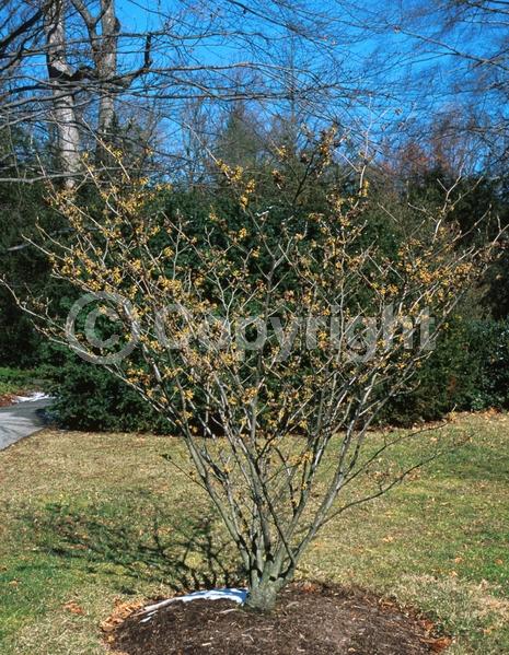 Yellow blooms; Deciduous; Broadleaf