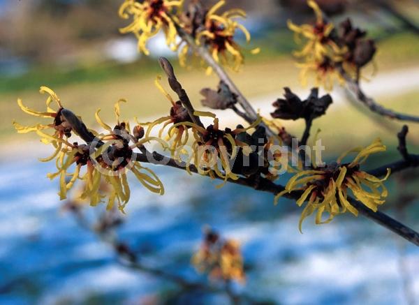 Yellow blooms; Deciduous; Broadleaf