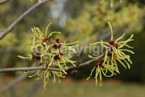 Yellow blooms; Deciduous; Broadleaf