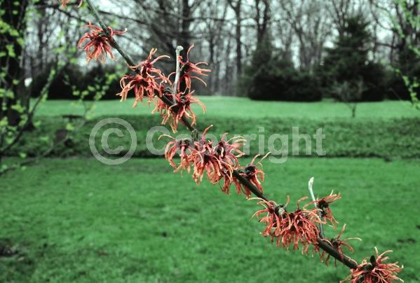 Red blooms; Deciduous; Broadleaf