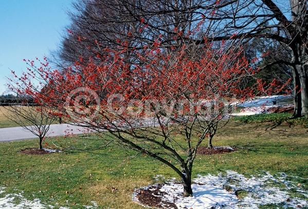 Red blooms; Deciduous; Broadleaf