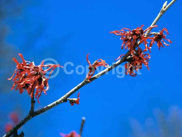 Red blooms; Deciduous; Broadleaf