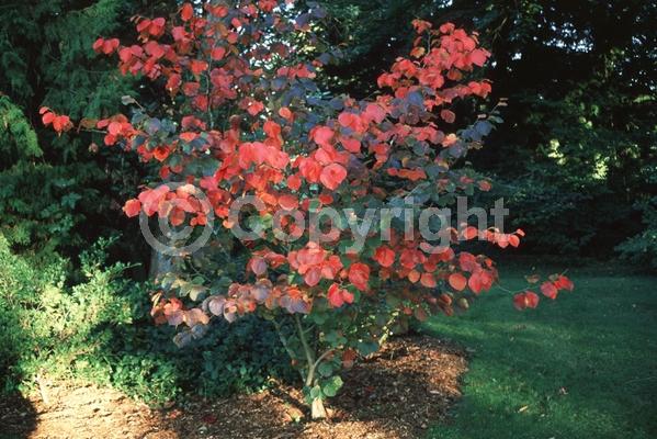Red blooms; Deciduous; Broadleaf