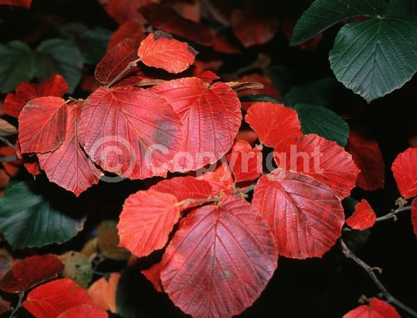 Red blooms; Deciduous; Broadleaf